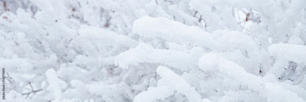 灌木树枝上的雪和雾凇冰。美丽的冬季背景，树枝上覆盖着hoa