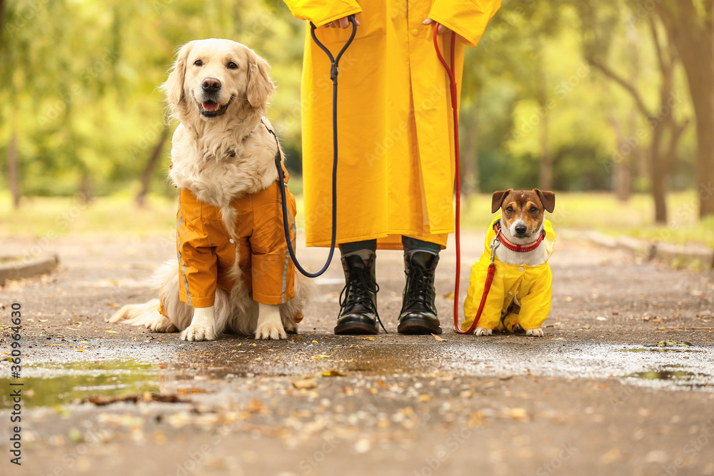 有趣的狗和穿着雨衣的主人在户外散步