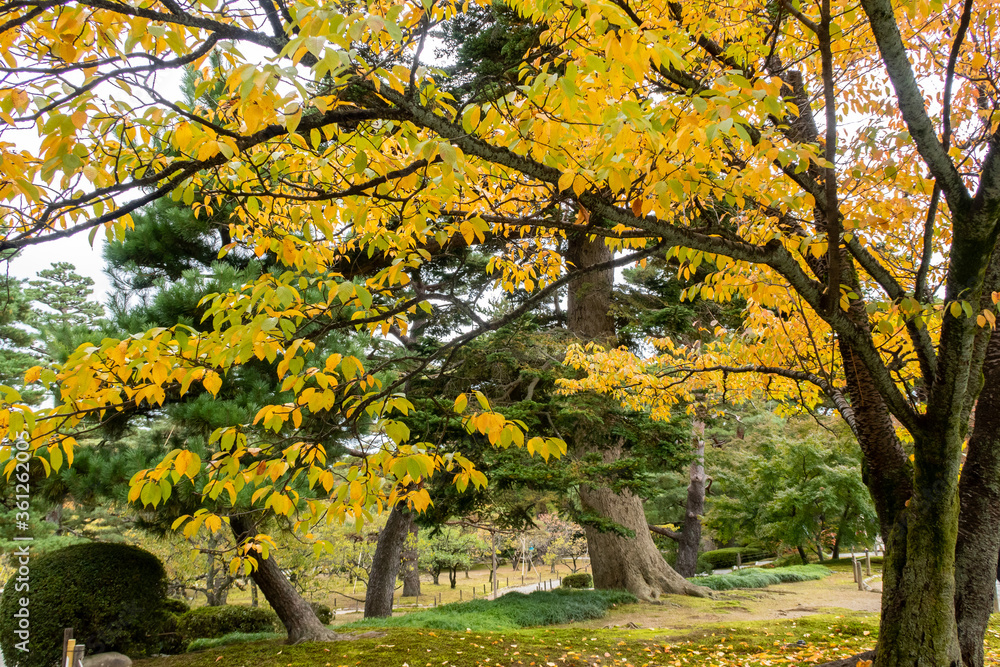 11月，日本金泽县Kenroku-en公园的金黄色秋叶和树木。