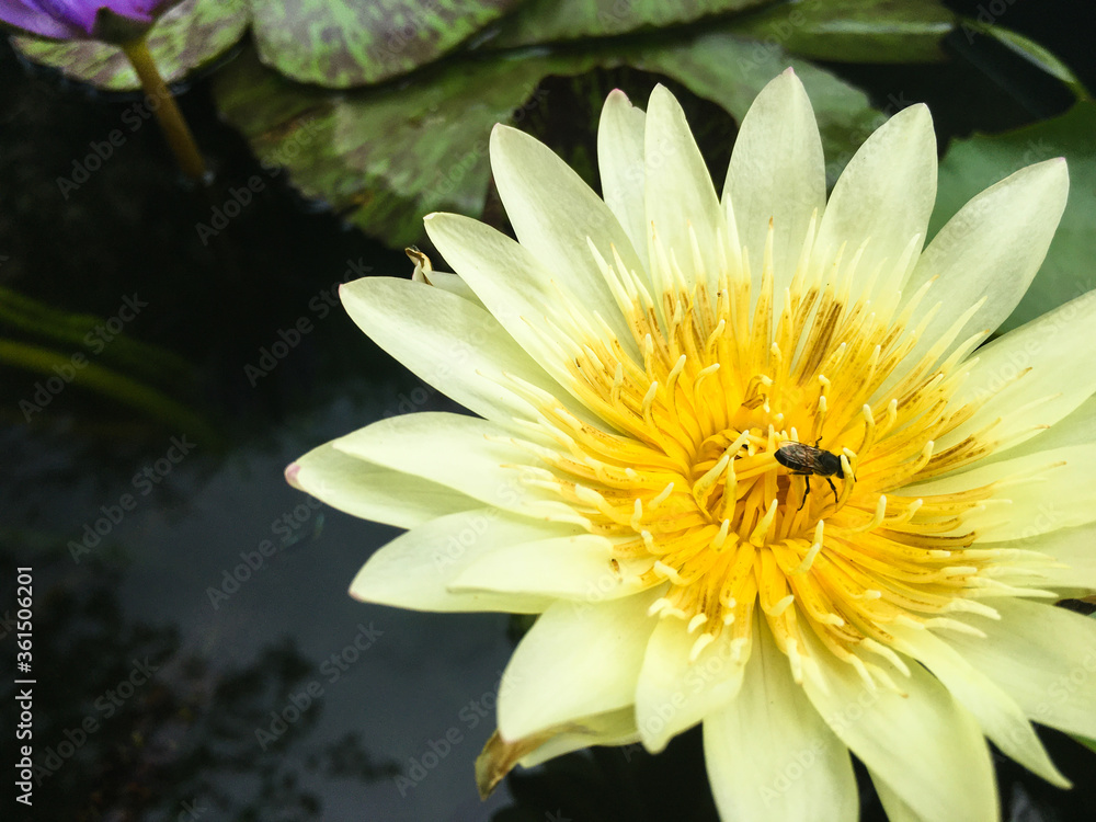 池边一朵美丽的黄色荷叶上的蜜蜂