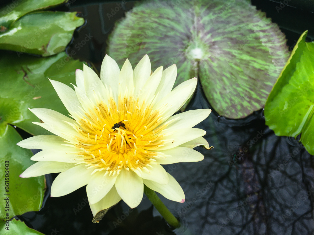 池边一朵美丽的绿叶黄莲花上的蜜蜂