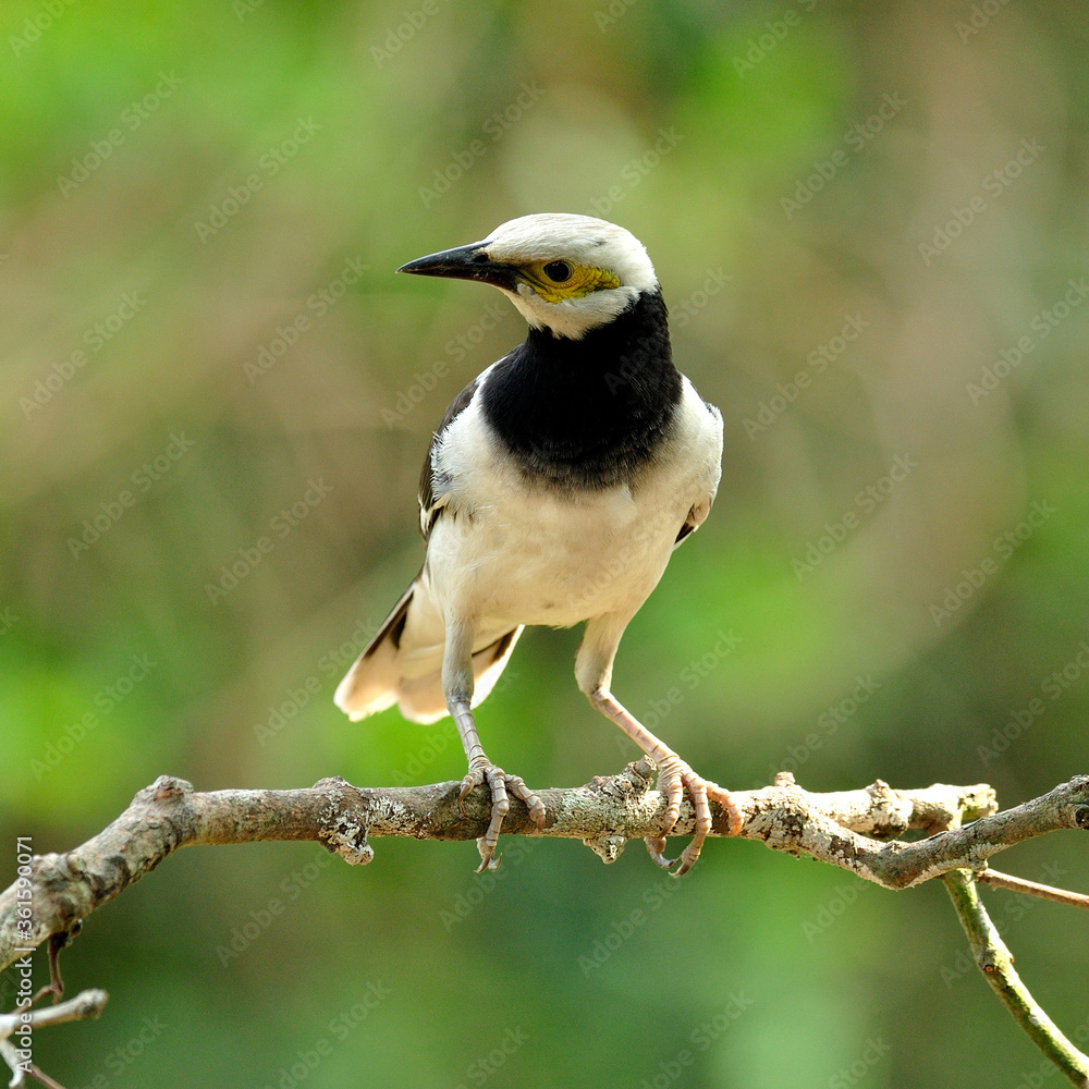 站在树枝上的黑领Starling鸟（黑嘴鹬）