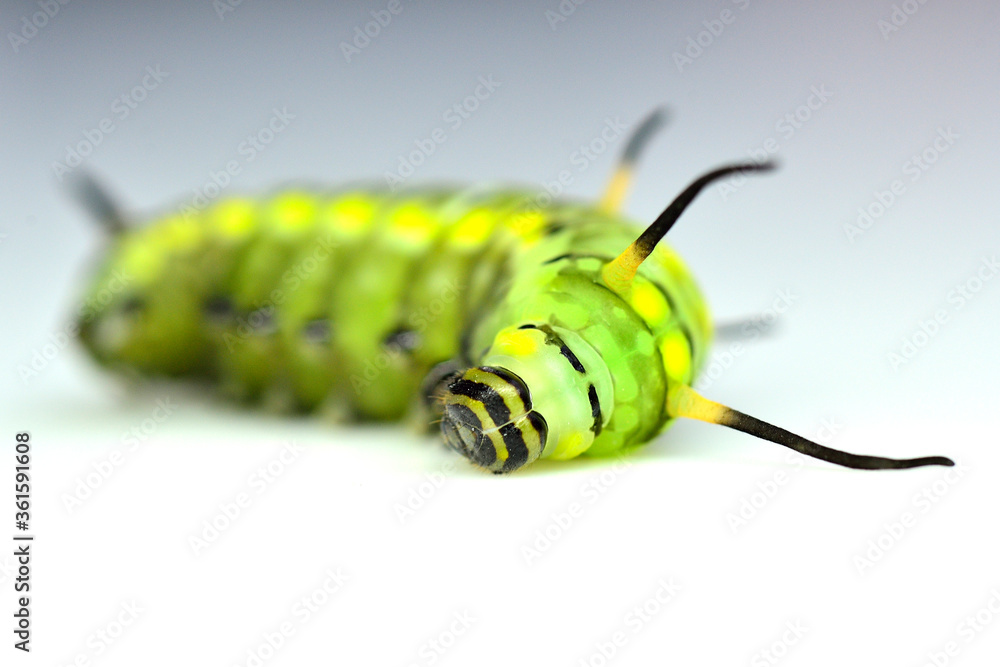 可爱的绿色蠕虫特写，可爱的蝴蝶蠕虫在白色背景上睡觉和躺着