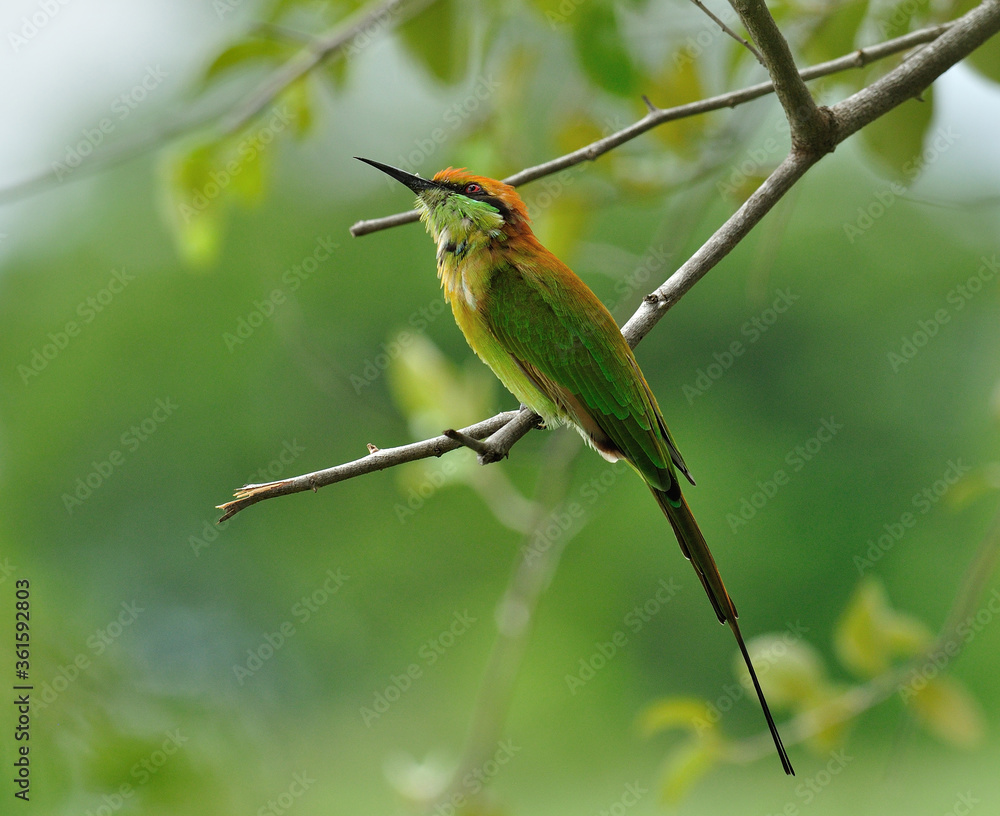 绿色食蜂鸟（东方Merops orientalis）栖息在背景模糊的树枝上