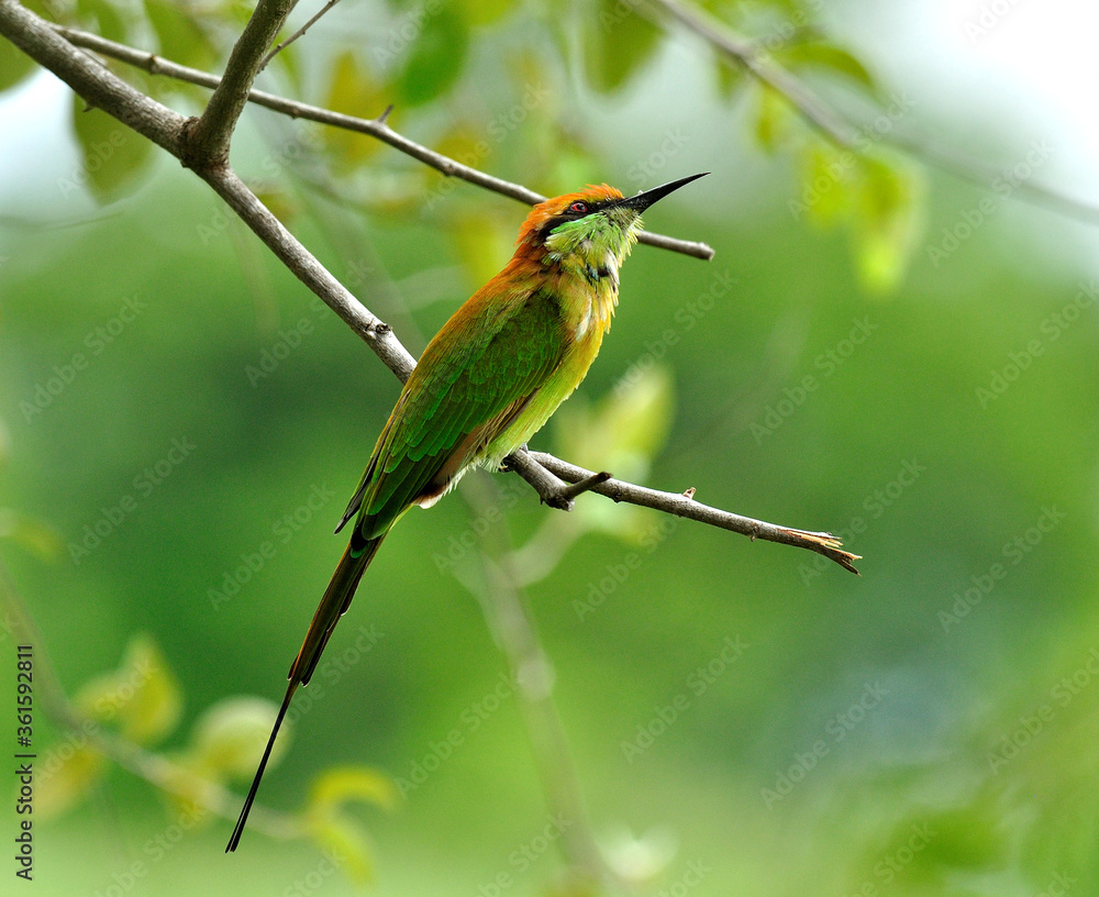绿色食蜂鸟（东方Merops orientalis）栖息在树枝上，背景优美