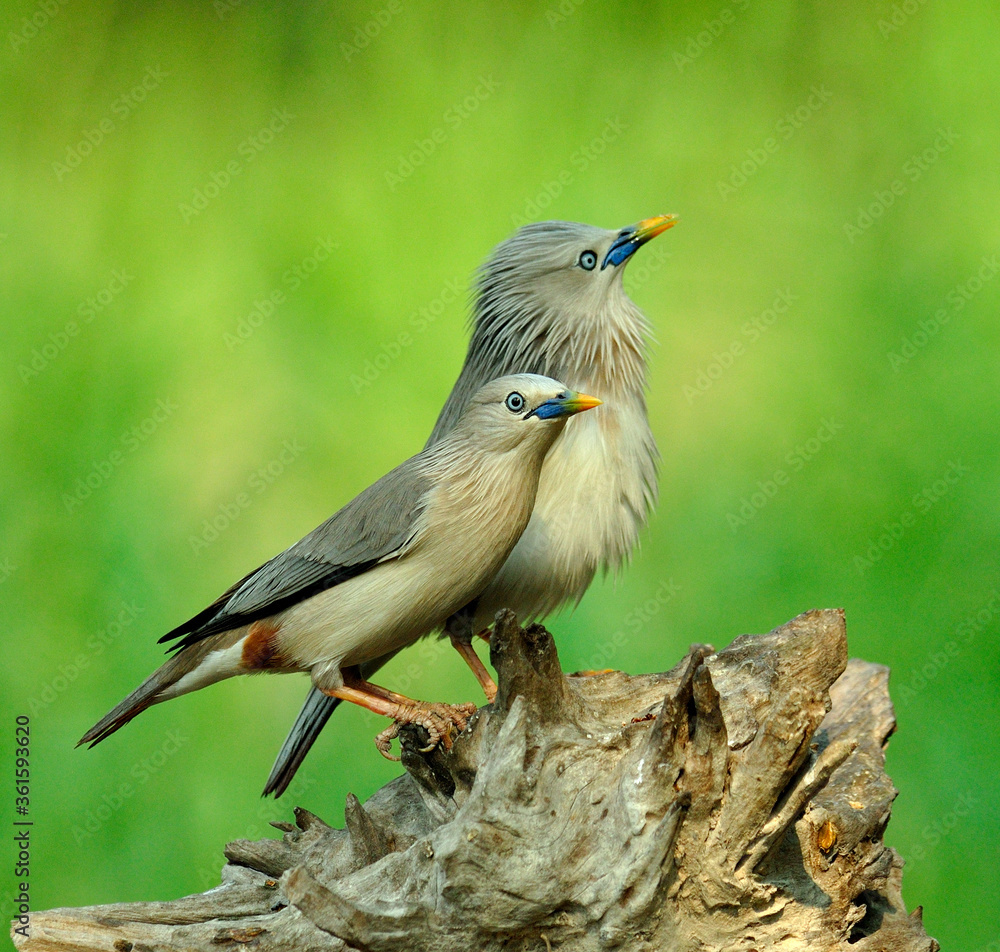可爱的一对栗尾Starling鸟（Sturnus malabaricus）