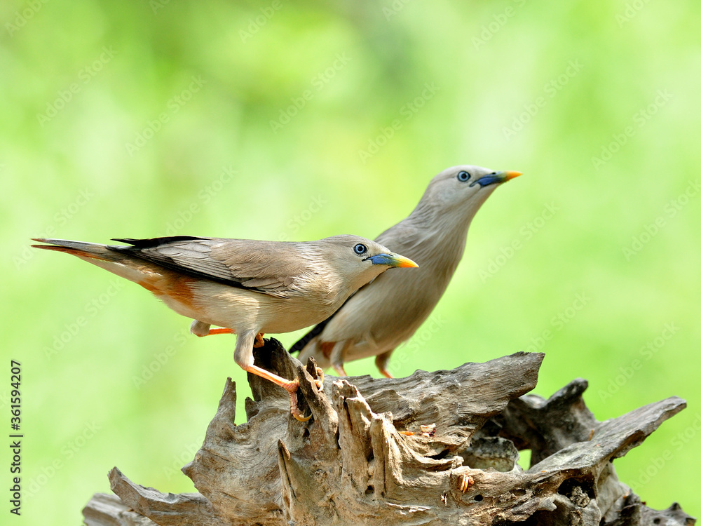 一对栗尾Starling鸟（Sturnus malabaricus）站在漂亮的原木上坠入爱河