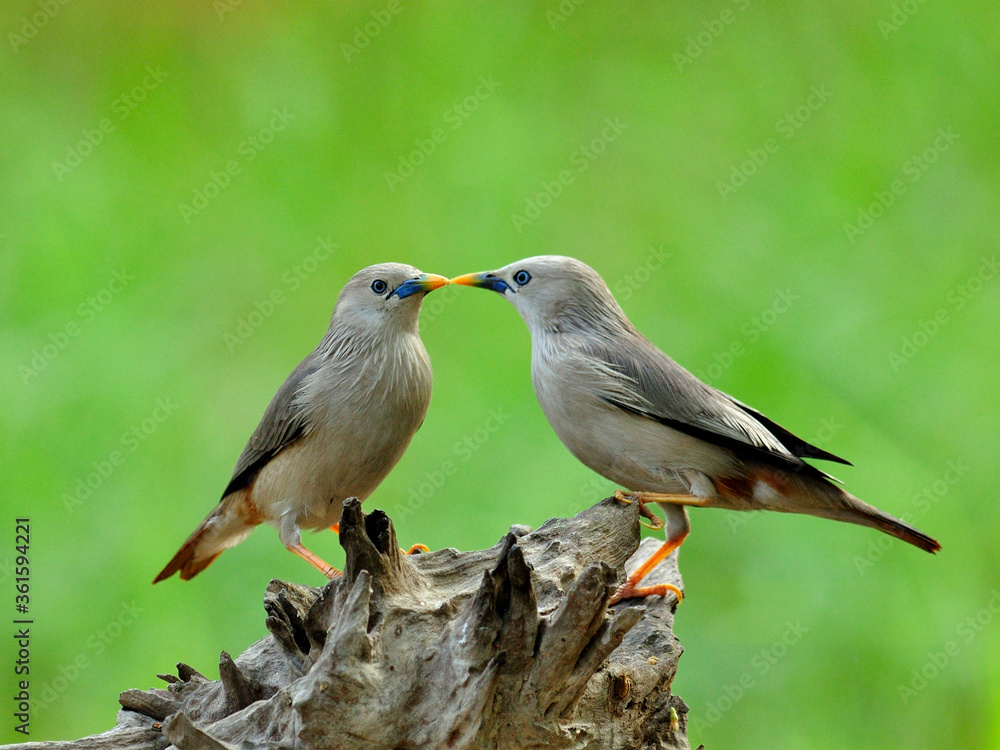 一对栗尾Starling鸟在非常浪漫的时刻接吻（Sturnus malabaricus）