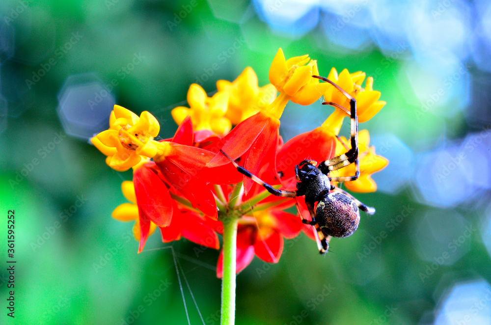 Spider and flower