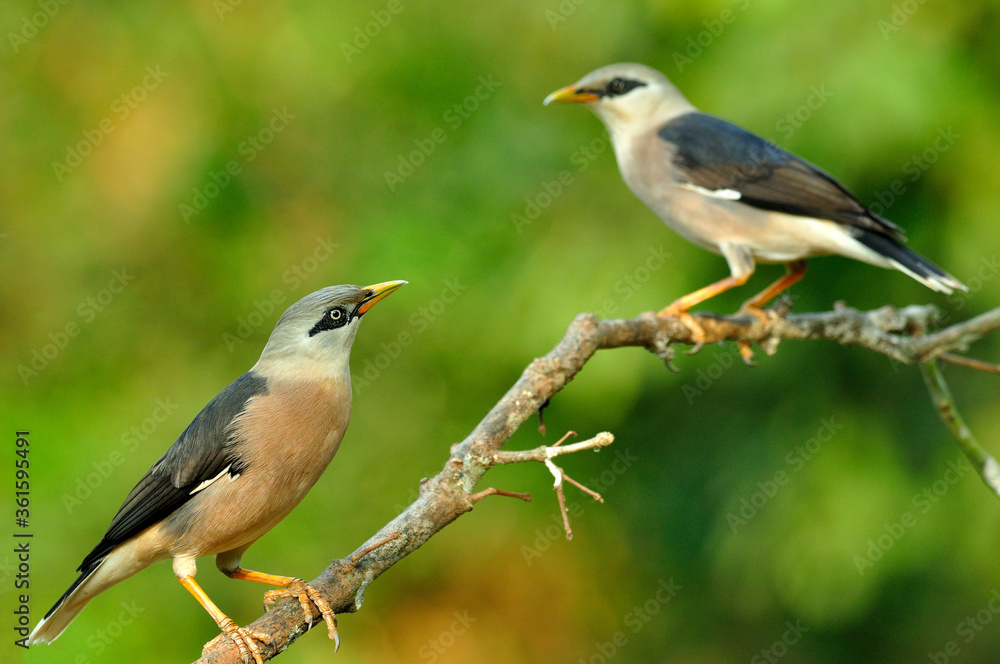栖息在同一树枝上的两只金星胸Starling鸟（Sturnus burnamicus）