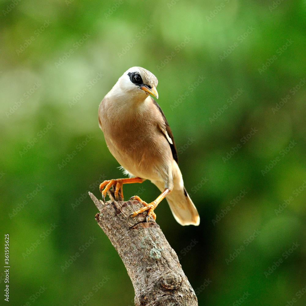 金星胸Starling鸟（Sturnus burnamicus）站在原木上，姿势优美