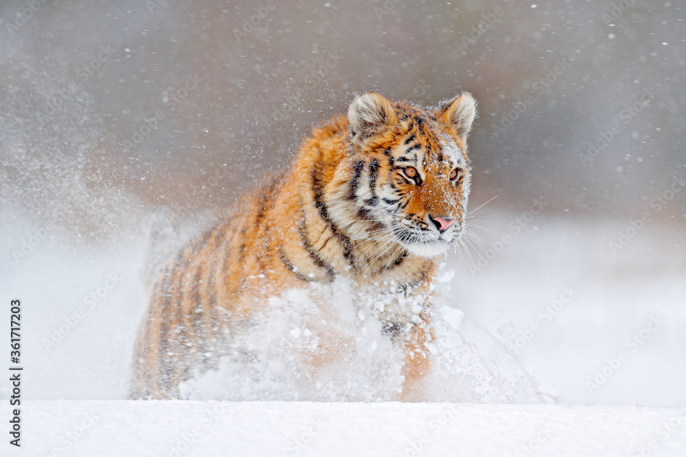 野生动物俄罗斯。老虎，俄罗斯泰加寒冷的冬天。雪花与野生东北猫。老虎雪ru