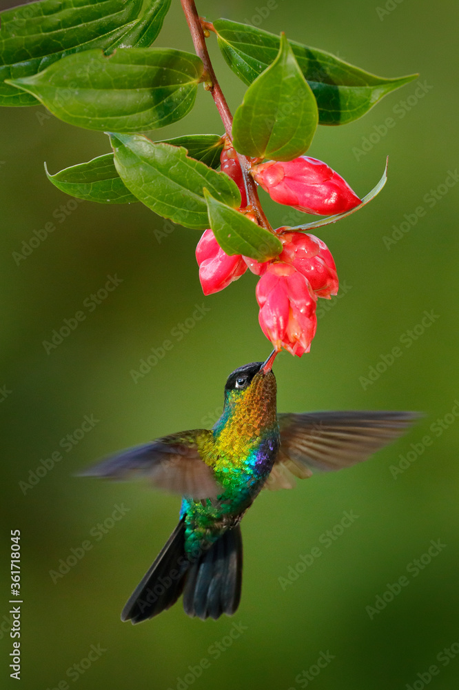 凶猛的喉蜂鸟，潘特佩徽章，飞行中闪亮的彩色鸟。野生动物飞行行动