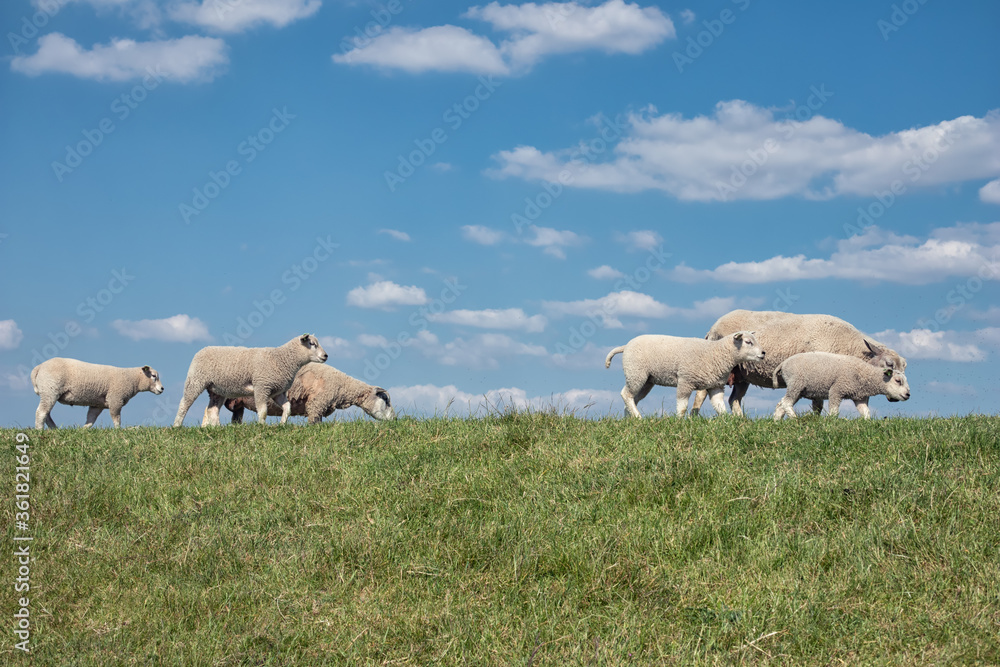 Dke with flock of sheep and beautiful Dutch clouds sky