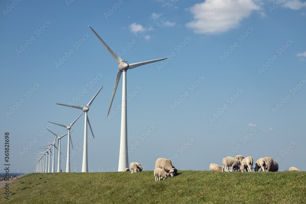 Dutch dike with sheep and wind turbines