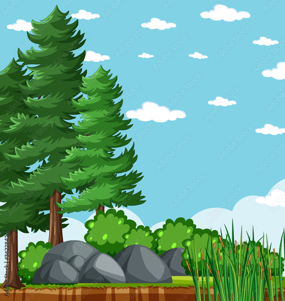 自然公园里的松树，一片空白明亮的蓝天