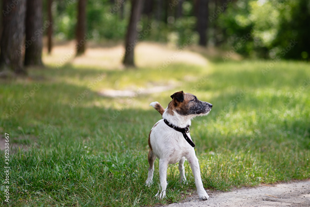 狗狗杰克·拉塞尔在公园散步，戴着项圈，一只活跃的动物准备奔跑，美丽纯洁