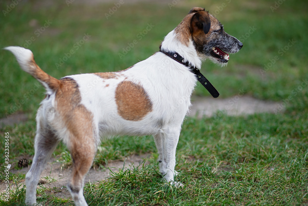 杰克·拉塞尔在公园散步，戴着项圈的狗，一只活跃的动物准备奔跑，