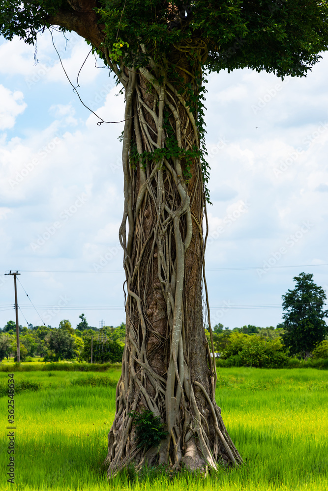稻田上最大的树的一部分，在自然背景下。寄生虫的根w