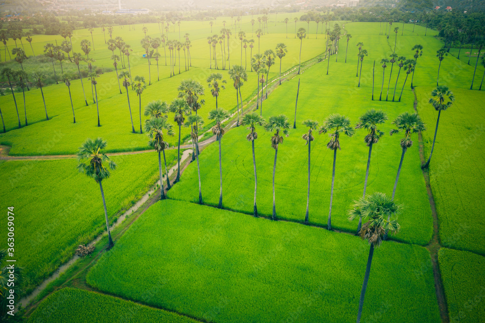 日出时糖棕榈树和绿色稻田的鸟瞰图。