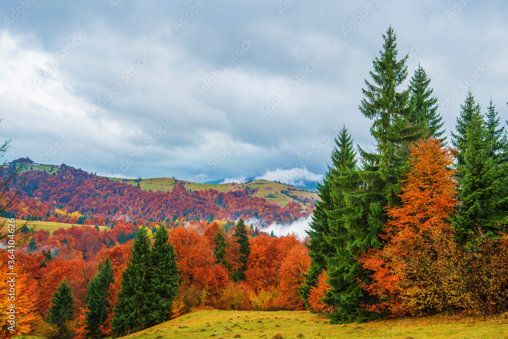 雄伟的山林景观。美丽的雾山，有五颜六色的针叶树。自然资源的概念