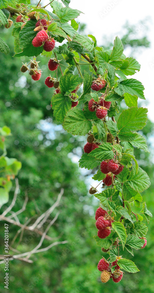 Ripe raspberries on a branch in the forest