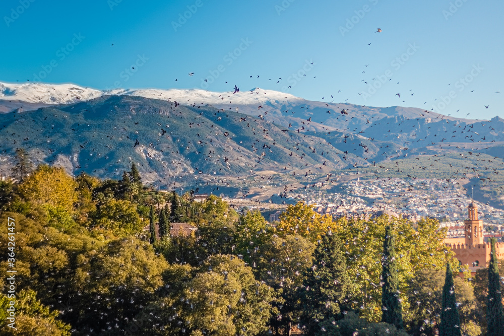成群的鸟儿在西班牙的群山中自由飞翔