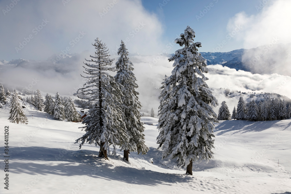 瑞士中部Ibergeregg的三棵被雪覆盖的冷杉树