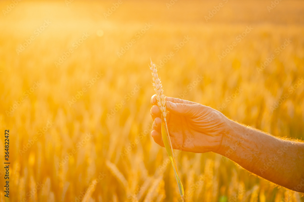 Ears of yellow wheat fields in man hands in the field. Close up nature photo. Idea of a rich harvest