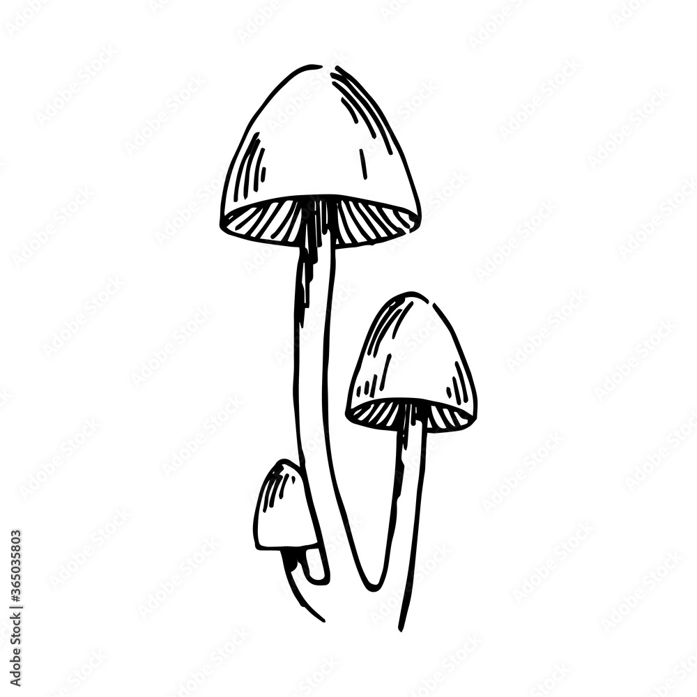 矢量插图，蘑菇图形。毒蘑菇剪贴画，分离的蟾蜍