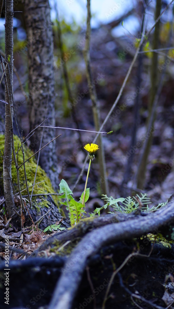 森林里的黄色花朵