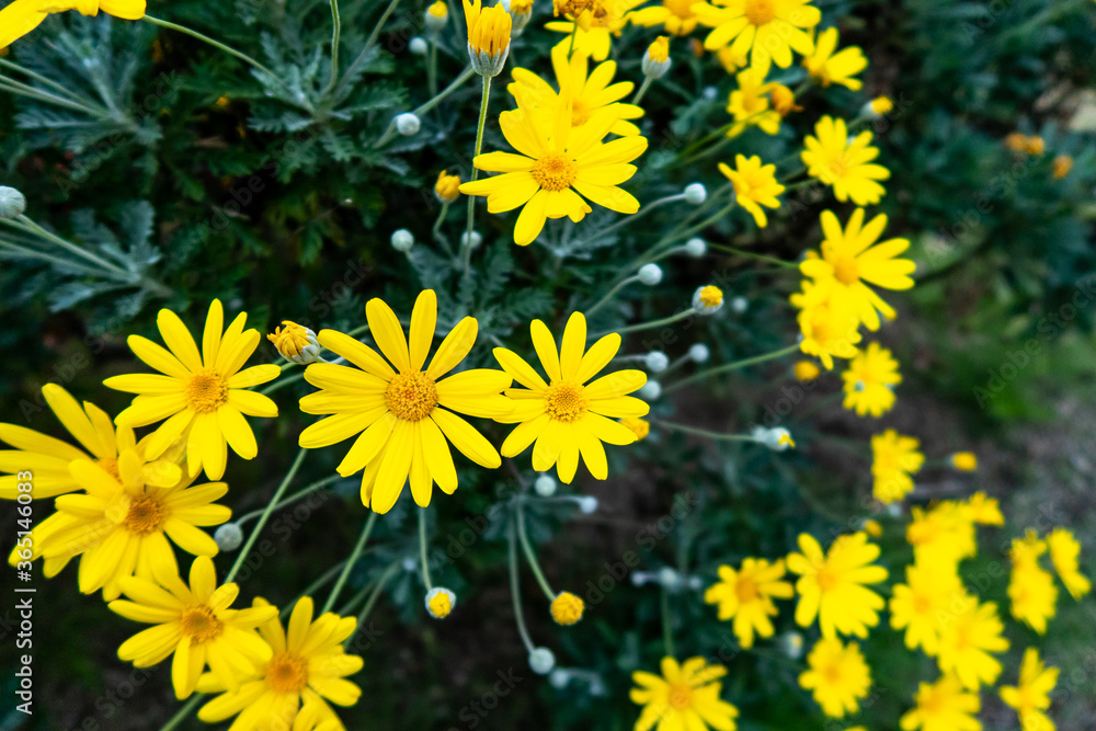 许多黄色的雏菊（雏菊科），背景是绿色模糊的，在Kenroku的秋天开花。