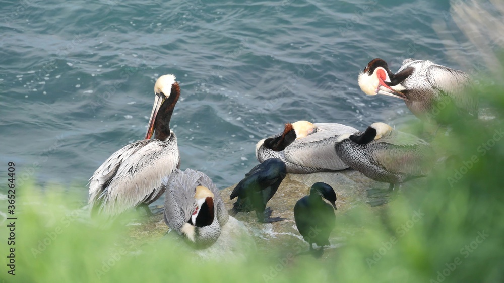 拉霍亚湾的岩石上，钓鱼后长着喉袋和双冠cormorants的褐鹈鹕。