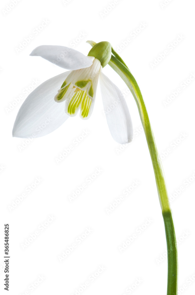 奢华的春季复活节雪花——雪桂花——在绿色茎上，隔离在白色背景上
