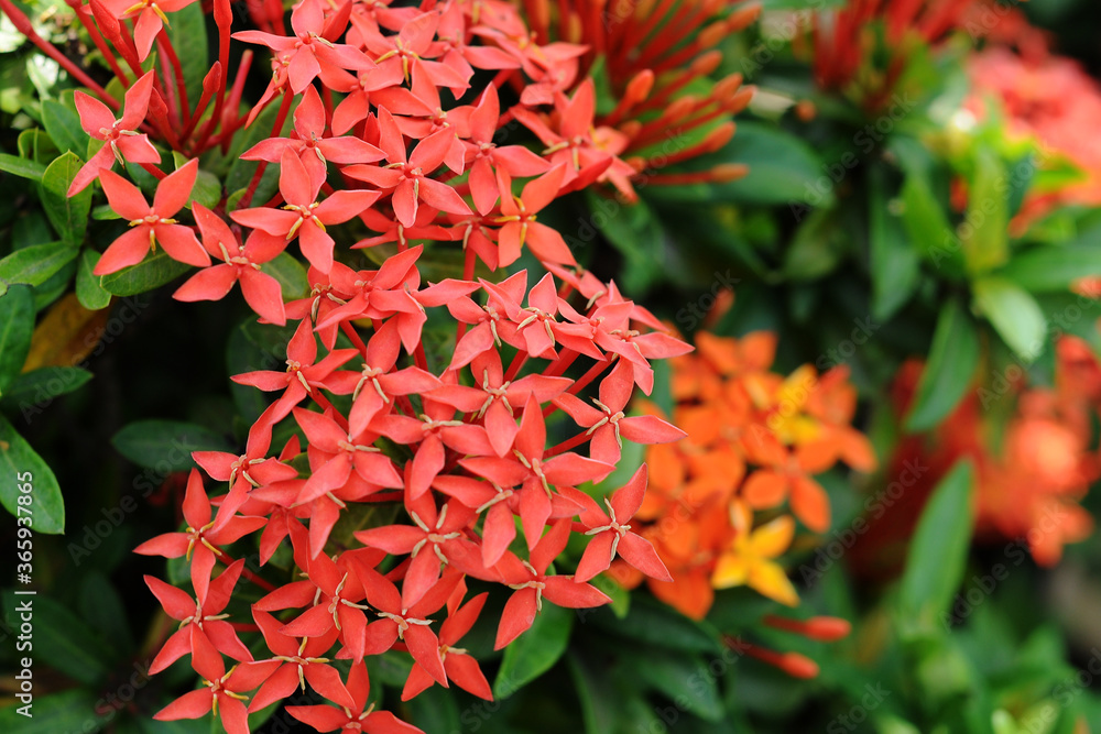 阿育王花卉是一种灌木灌木植物，原产于东南亚平原