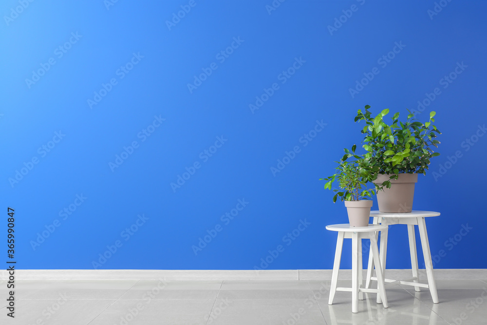房间彩色墙附近有室内植物的桌子