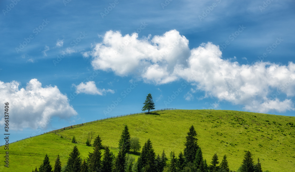夏日阳光明媚的日子里，青山上的一棵松树与美丽的蓝天和云朵相映成趣