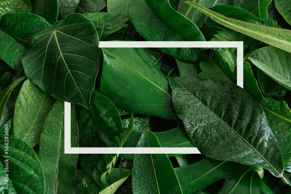热带绿叶和棕榈，白色纸框，自然平躺概念