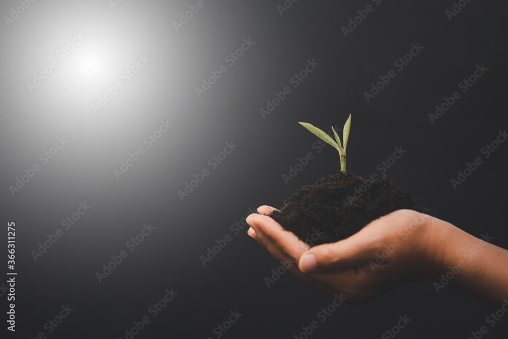 土壤中的新小树或绿叶叶，自然环境，减少全球wa