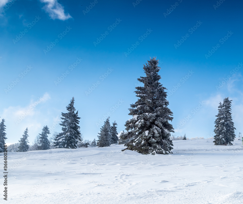 雪地上的绿色松树，雪松，蓝天背景，冬山