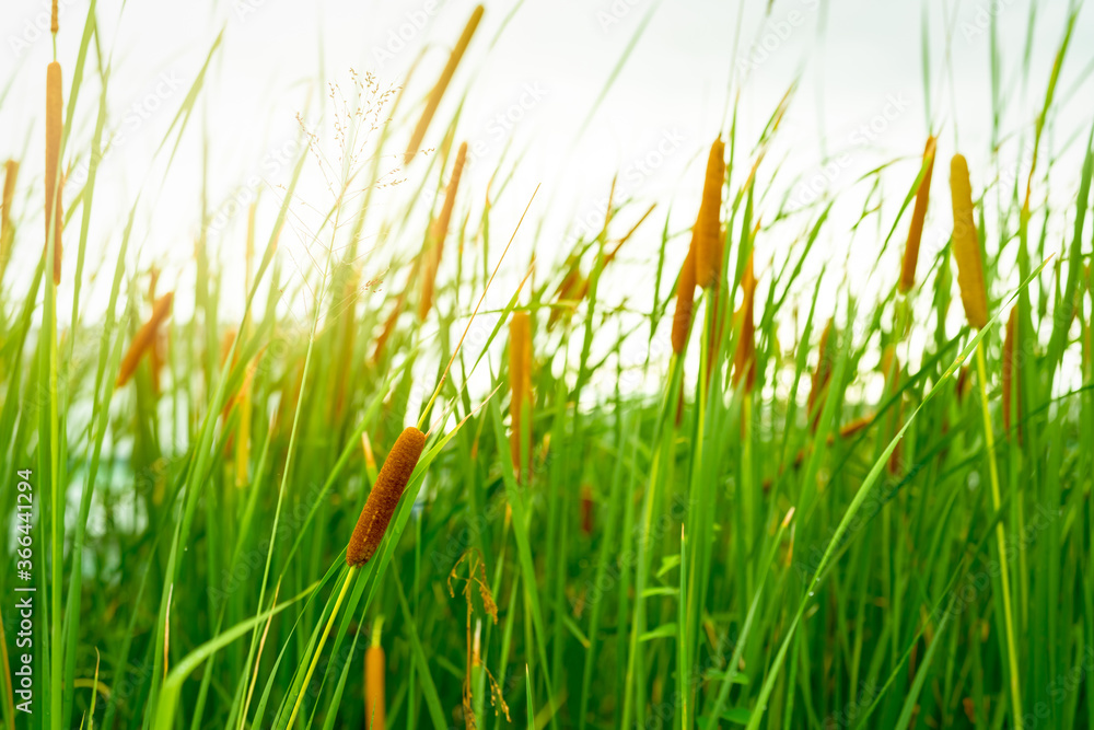 Brown grass flower with green leaves. Grass flower field with morning sunlight. Typha angustifolia f