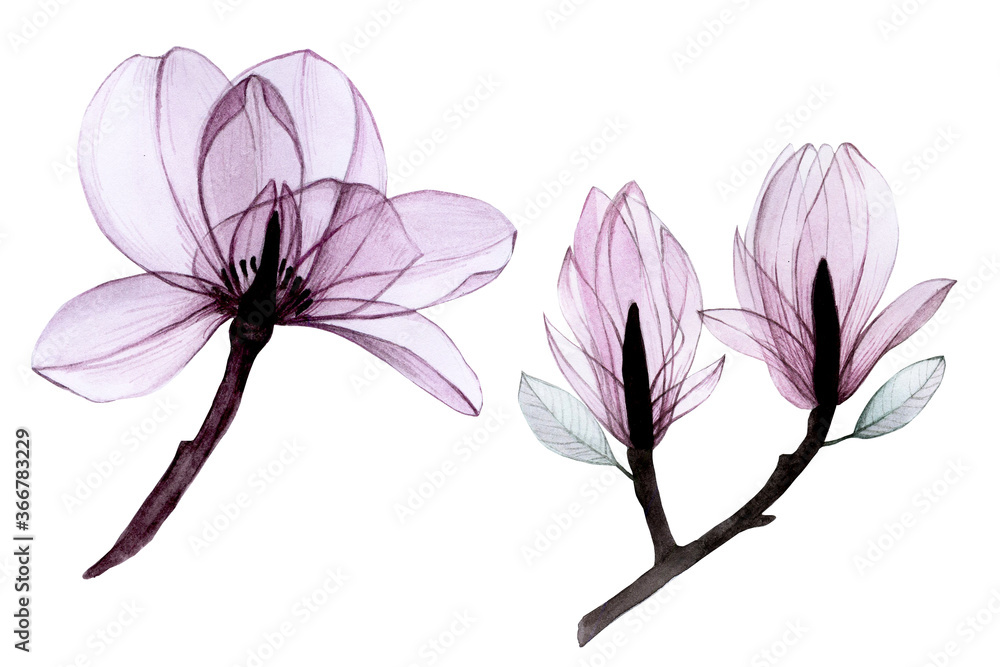 透明花朵的水彩画集。淡粉色、灰色的木兰花集，