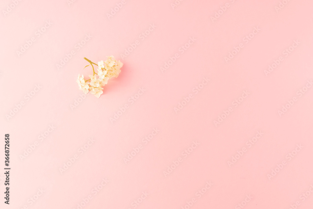 鲜花组成。粉红色背景上的白色小花。母亲节、情人节、生日