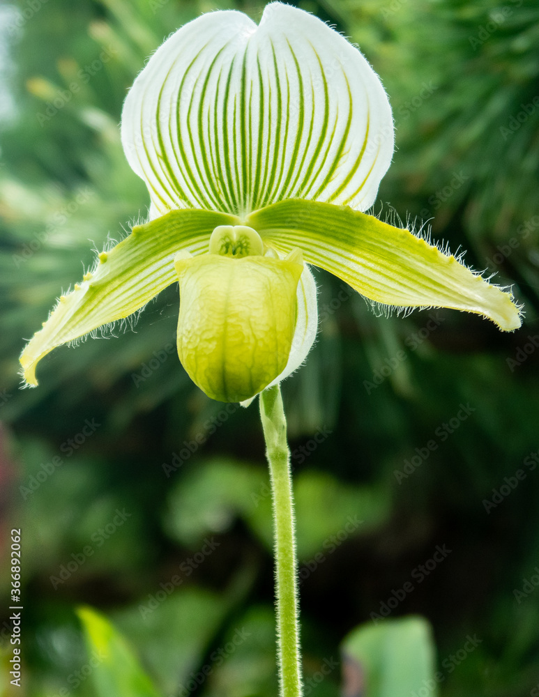 Green Lady’s-slipper orchid, single flower with stalk (Cypripedium calceolus), portrait close-up vie