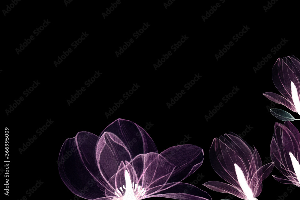 框架由透明木兰花制成。水彩透明花朵，倒置，花朵x光