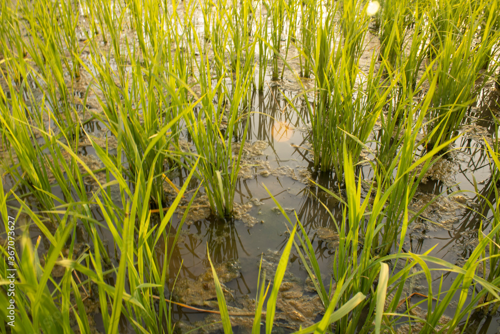 水稻分蘖在苗圃阶段的田地里充满了水