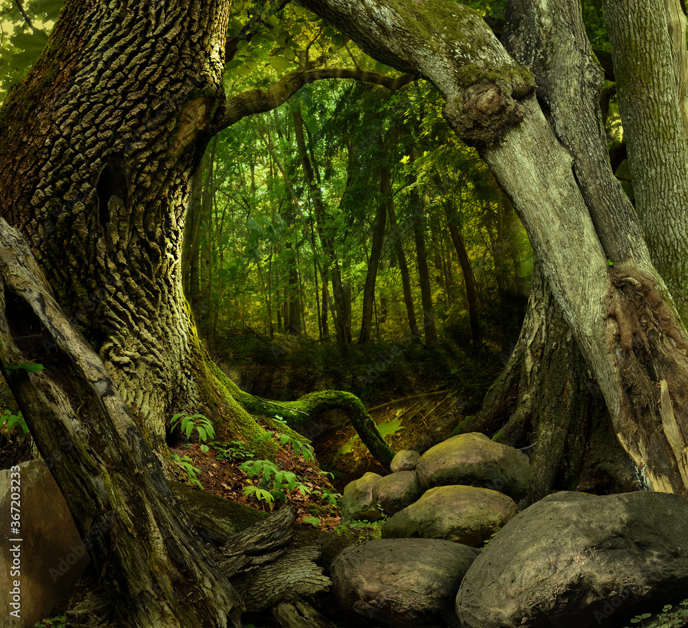古老树木和岩石的神秘森林