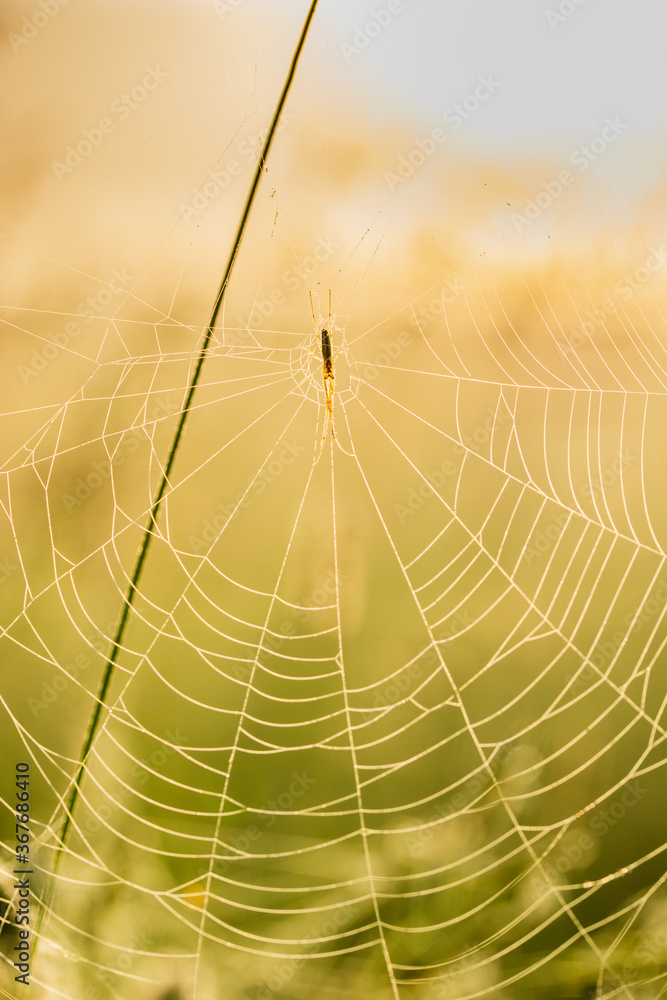 网中蜘蛛的微距，清晨日出阳光明媚。金色色调，柔和焦点，背光