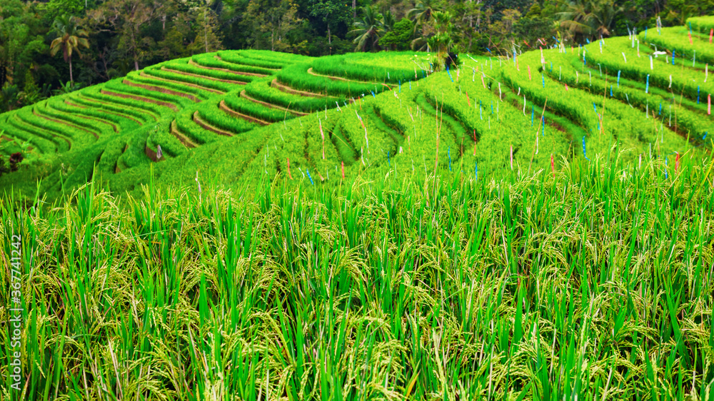 巴厘岛绿色水稻生长在热带梯田上的美丽景色。亚洲最佳风景区
