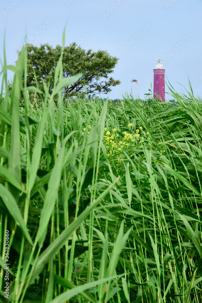 绿色芦苇，黄色花朵和一种小灌木，背景是红色灯塔和荷兰